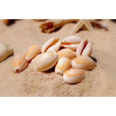 Annulus Shells - 1kg