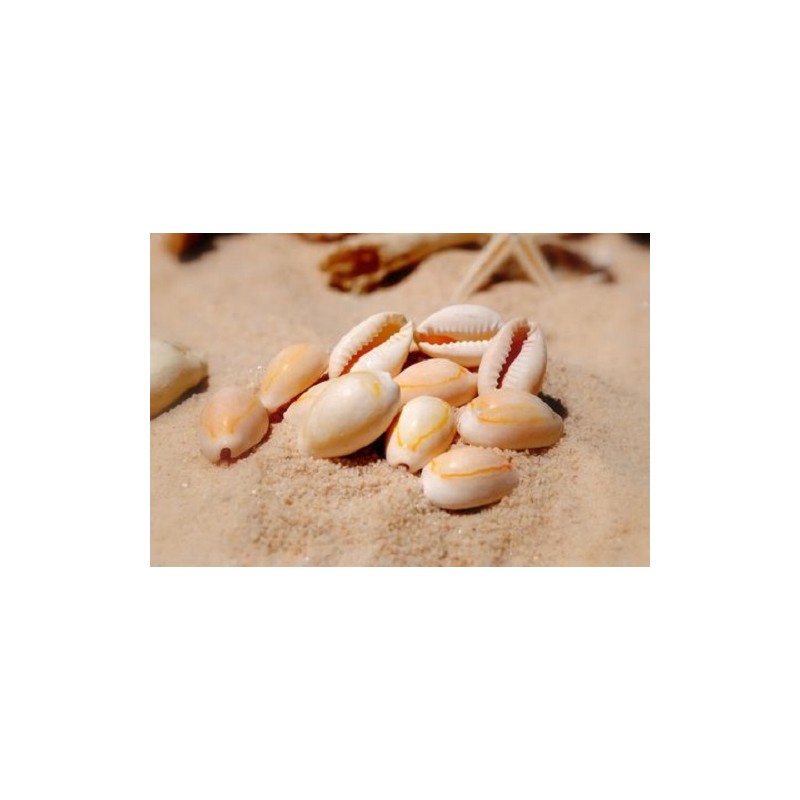 Annulus Shells - 1kg