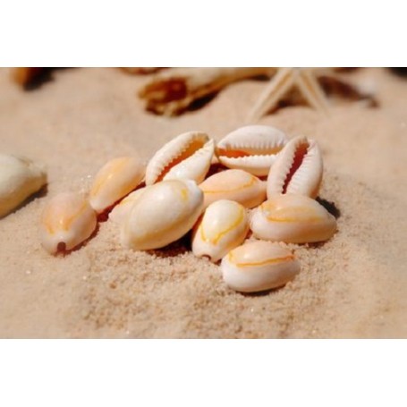 Annulus Shells - 1kg