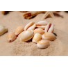 Annulus Shells - 1kg