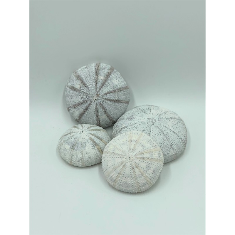 Alfonso Urchins Painted White - 5-9cm