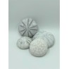 Alfonso Urchins Painted White - 5-9cm