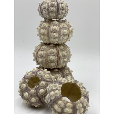 Sea Urchins Sputnik - 5-6cm