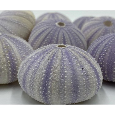Sea Urchins Purple - 5cm