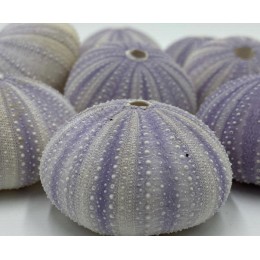 Sea Urchins Purple - 5cm