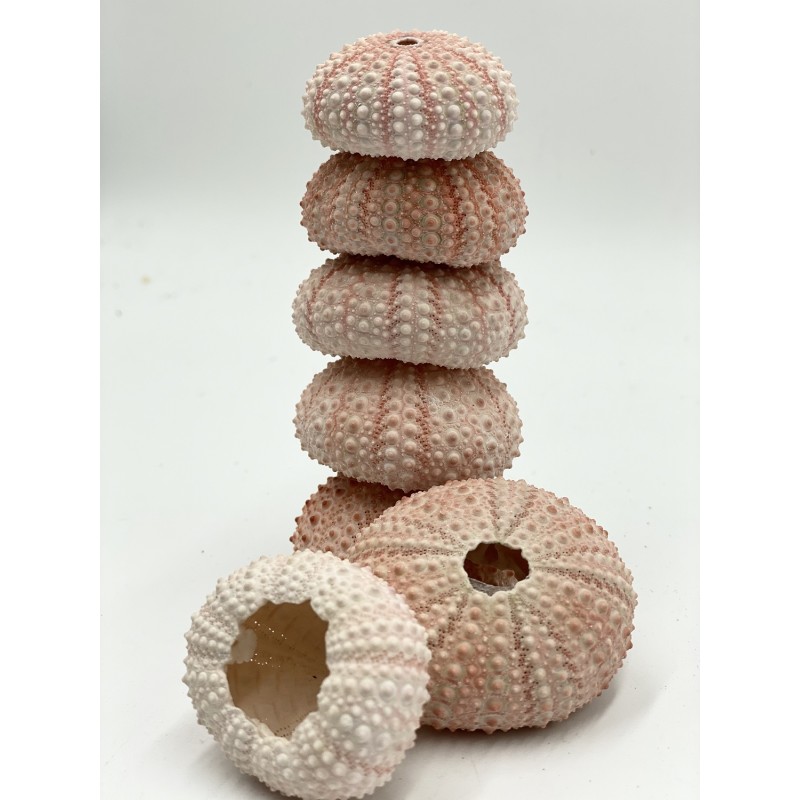 Sea Urchins Pink - 3-4cm