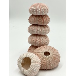 Sea Urchins Pink - 3-4cm