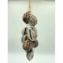 Tiger Cowrie Hanging 50cm