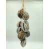 Tiger Cowrie Hanging 50cm