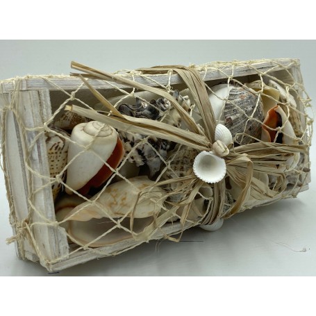 Shells in White Box and Netting