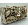 Shells in White Box and Netting