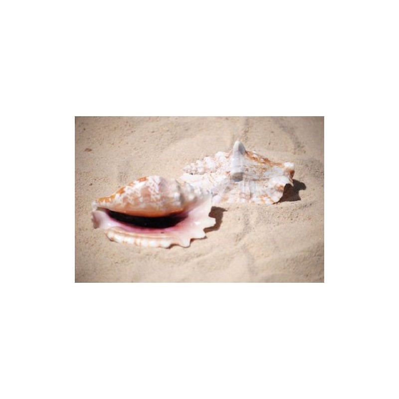 Lacinate Conch - 7cm