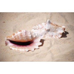 Lacinate Conch - 7cm