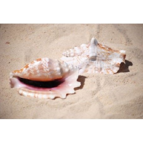 Lacinate Conch - 7cm