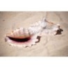 Lacinate Conch - 7cm
