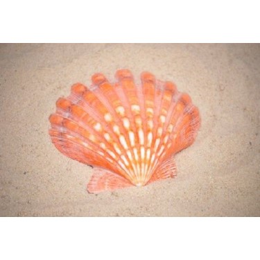 Lions Paw Orange - 12cm