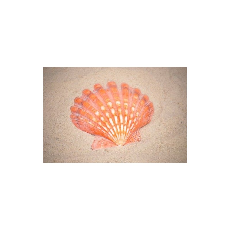 Lions Paw Orange - 12cm