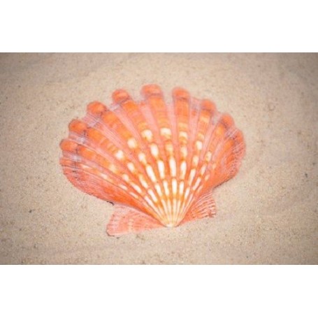 Lions Paw Orange - 12cm
