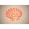 Lions Paw Orange - 12cm