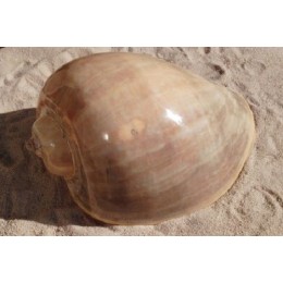 Melo Diadema - 25cm