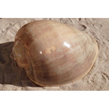 Melo Diadema - 25cm