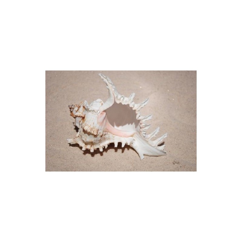 Murex Ramosus - 10cm