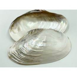 Rivershell - 25cm