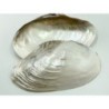 Rivershell - 25cm