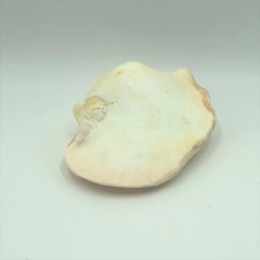 Strombus Lattisimus White - 12cm