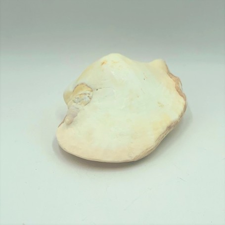 Strombus Lattisimus White - 12cm
