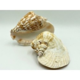 Strombus Lattisimus Natural - 14cm