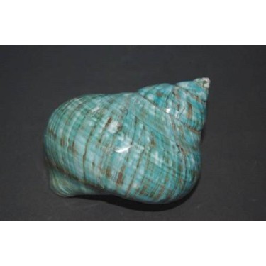 Turbo Burgos Polished - 8cm