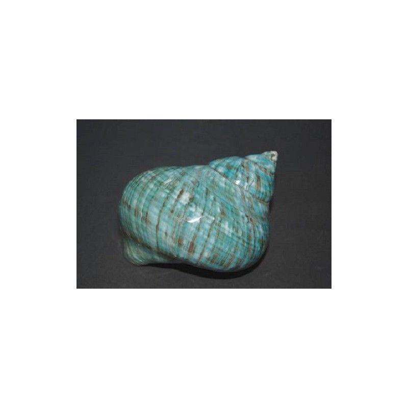 Turbo Burgos Polished - 8cm