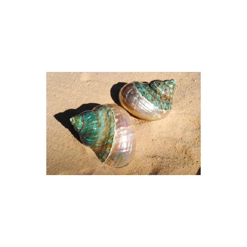 Turbo Burgos Green Top - 8cm