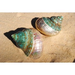 Turbo Burgos Green Top - 8cm