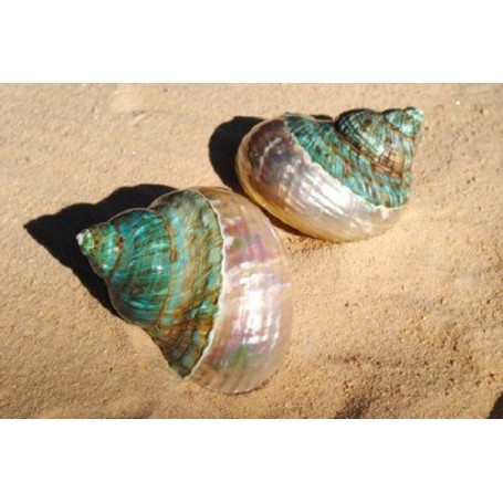 Turbo Burgos Green Top - 8cm