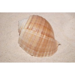 Tona Cepa - 20cm
