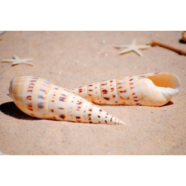 Terebera Maculata - 14cm
