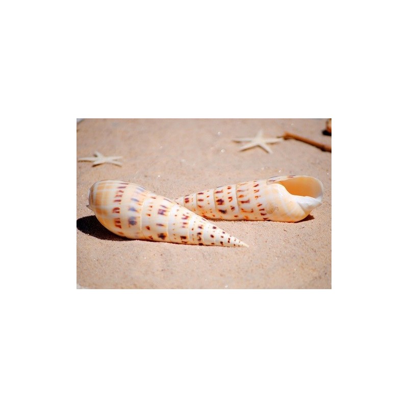 Terebera Maculata - 14cm