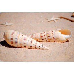 Terebera Maculata - 14cm