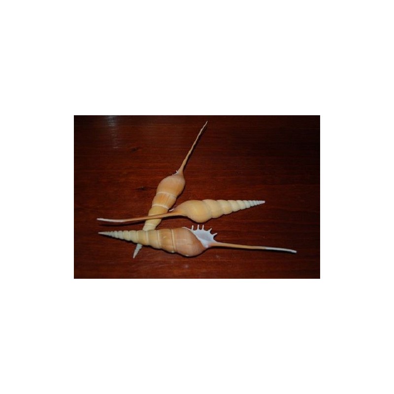 Tibia Fusus - 20cm