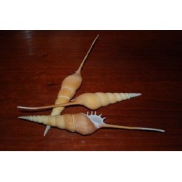 Tibia Fusus - 20cm