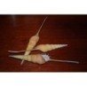 Tibia Fusus - 20cm