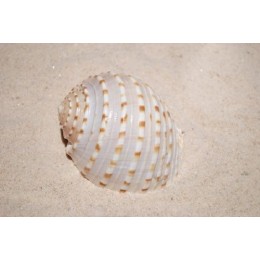 Tona Tesselata - 10cm