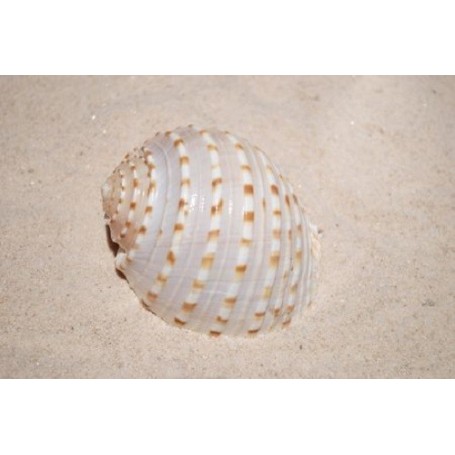 Tona Tesselata - 10cm