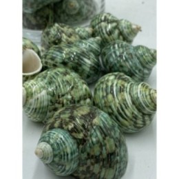 Turbo Argyrostomus Polished - 5cm