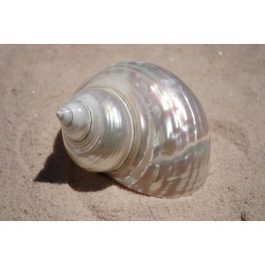 Turbo Imperiales Pearlised - 10cm