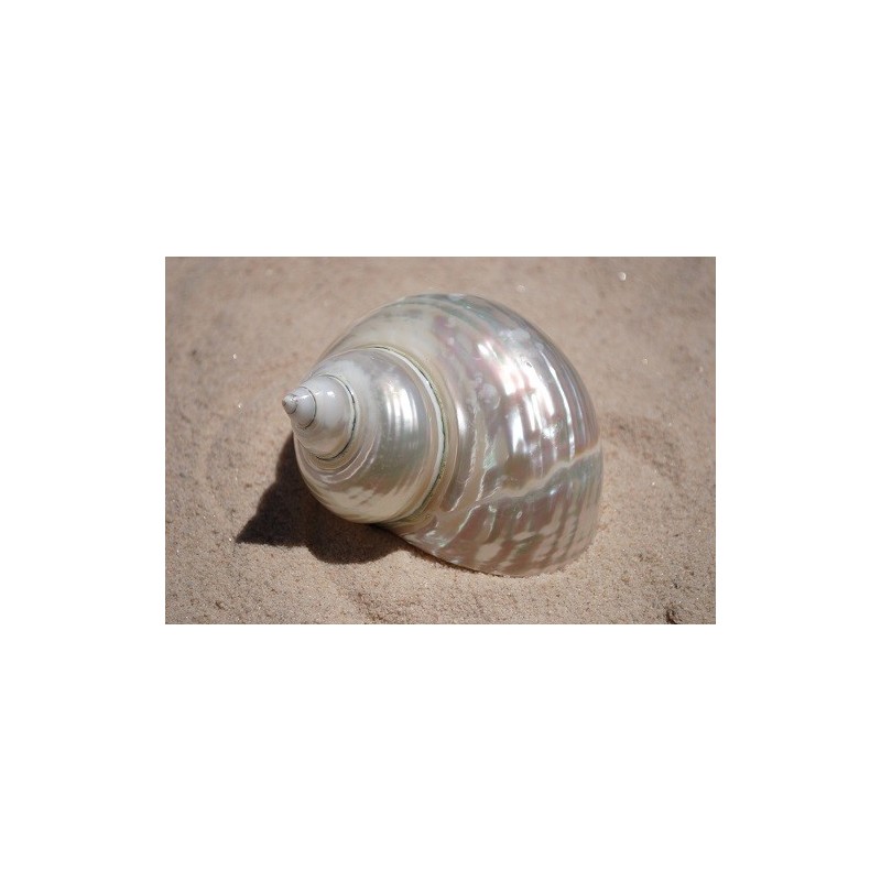 Turbo Imperiales Pearlised - 10cm