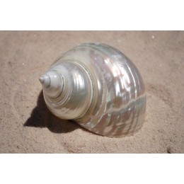 Turbo Imperiales Pearlised - 10cm