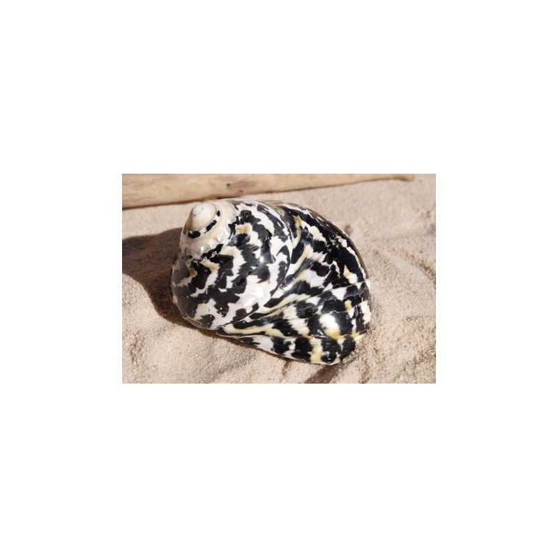 Turbo Pica Polished - 7cm